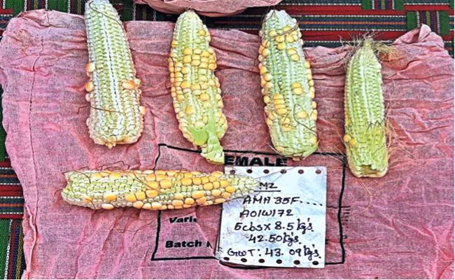 Farmers Loss With Fake Corn Seeds in Prakasam - Sakshi