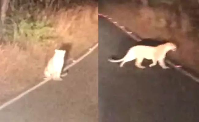 Leopard Wandering in Srisailam Ghat Kurnool District - Sakshi