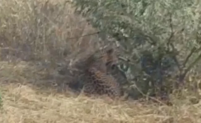 Leopard Hulchul In Nalgonda - Sakshi