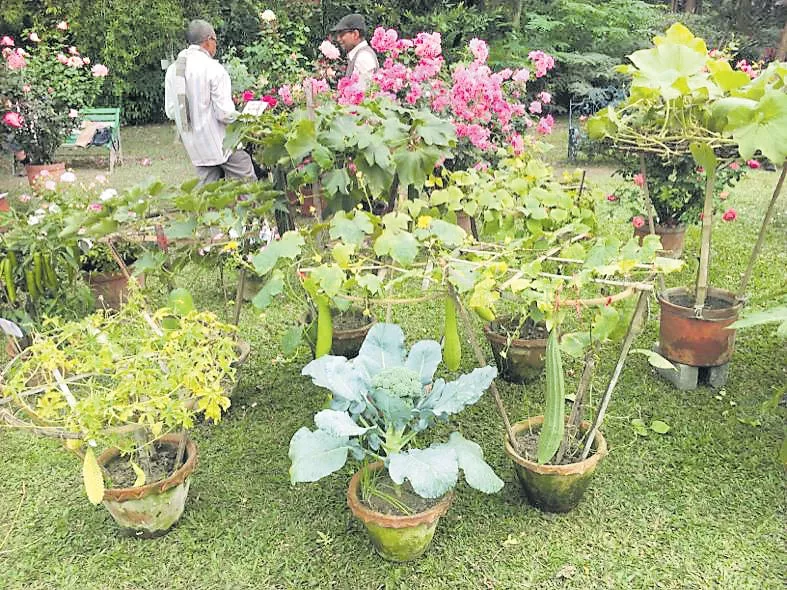 Awards wins for canopy vegetable crops - Sakshi