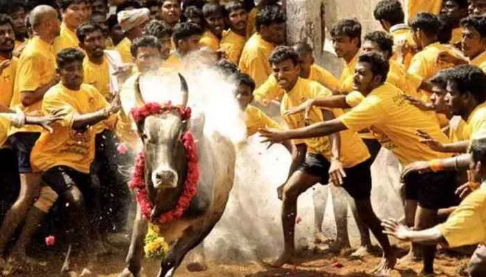 Thirty Two Injured In Bull Taming Sport Jallikattu - Sakshi