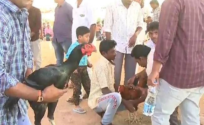 Sankranti Festival Celebrations In Krishna - Sakshi