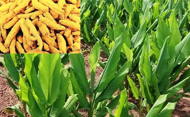 Center Likely To Establish Turmeric Promotion Hub In Telangana - Sakshi