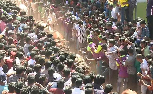 Jallikattu Celebrations in Rangampeta - Sakshi