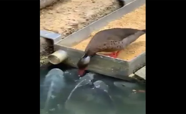 Duck Gives Food through Mouth To Fishes  In Lake - Sakshi