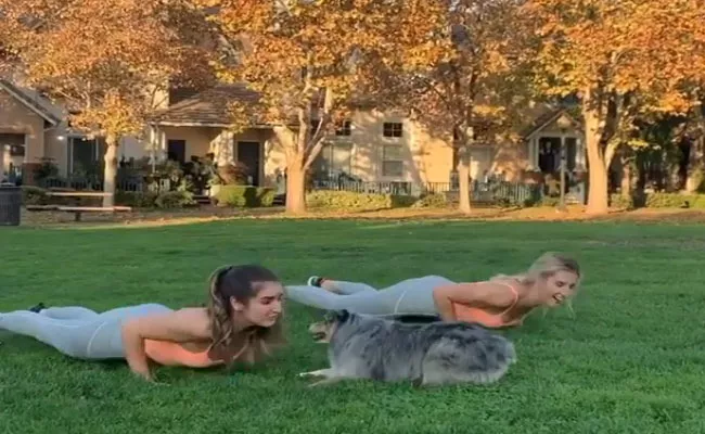 Australian Dog Doing Exercises Viral Video - Sakshi