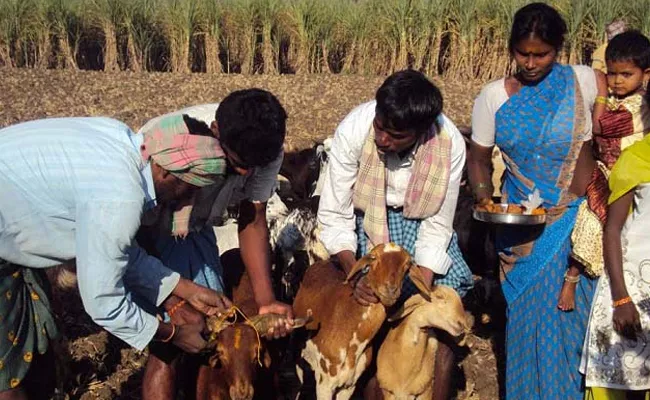 Goats Marriage At Gollalapalem In Vizag District - Sakshi