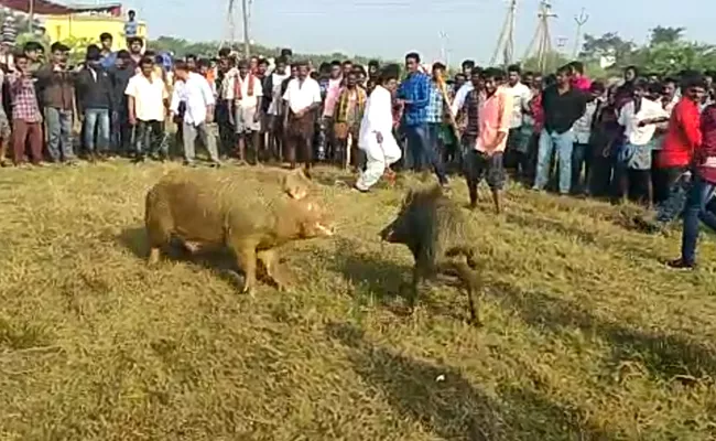 Pig Fight Competition In West Godavari - Sakshi