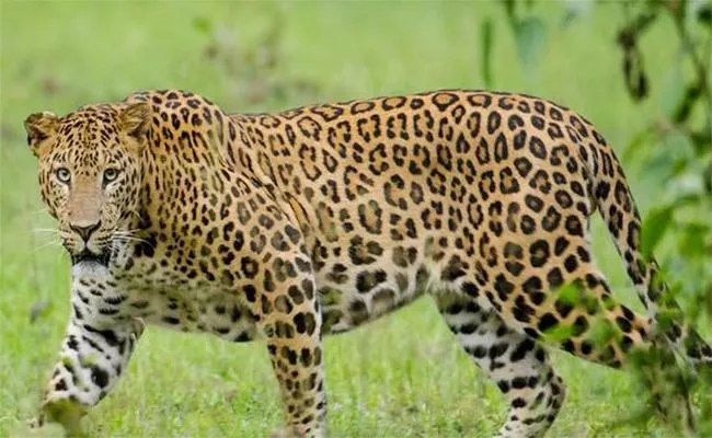 Leopard wandering In Chowdepalli Village - Sakshi