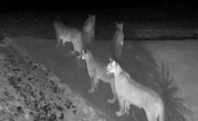 Five California Mountain Lion Seen Together - Sakshi