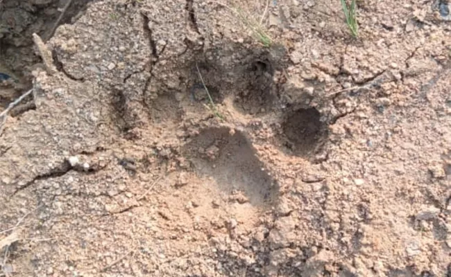 Tiger Movement in Bellampalli Forest mancherial - Sakshi