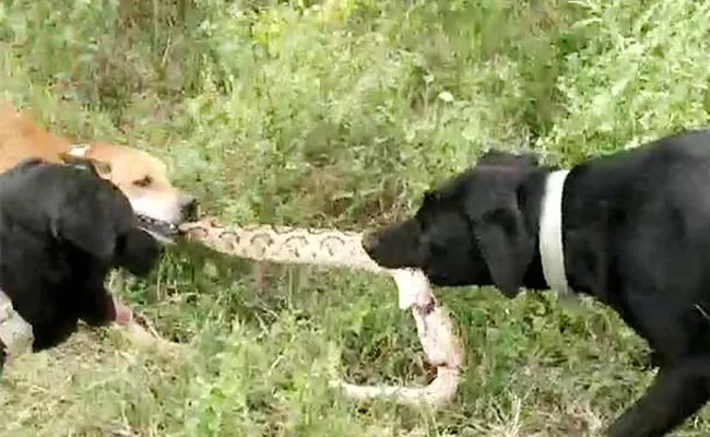 Dogs Fighting With Snake in Crop For Owner Tamil nadu - Sakshi