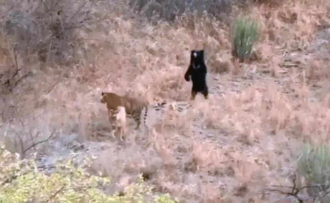 Sloth Bear Chases Away 2 Tigers At Ranthambore National park - Sakshi