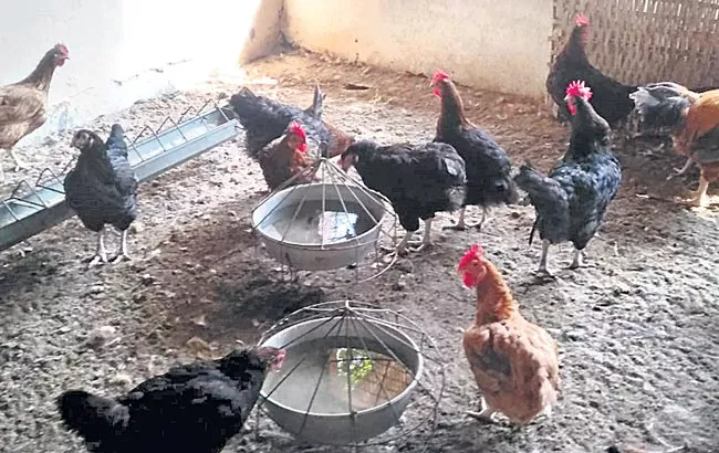 Poultry farming is creating global superbugs - Sakshi