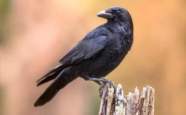 Two Held Selling Crow Meat To Chicken Stalls In Rameswaram At TN - Sakshi