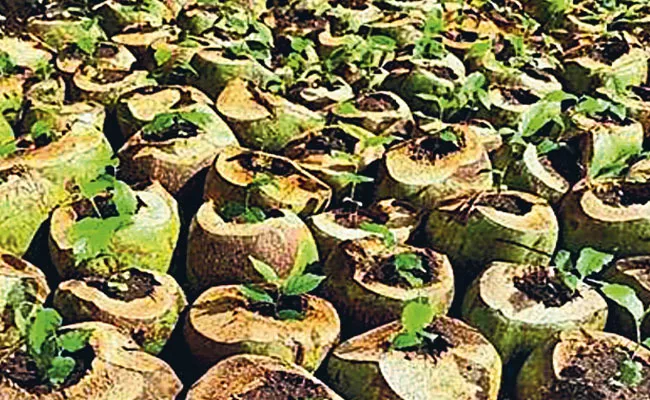 Plant breeding In Coconut Palms  - Sakshi