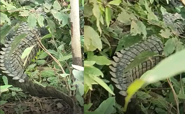 Pangolins in KBR Park Hyderabad - Sakshi