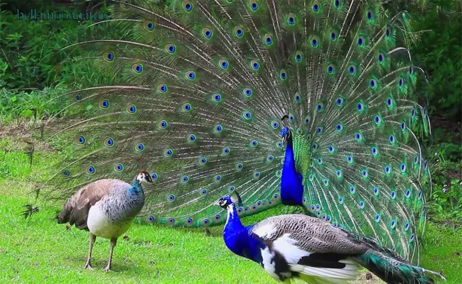 30 Peacocks With Poison Attack Of Hunter - Sakshi