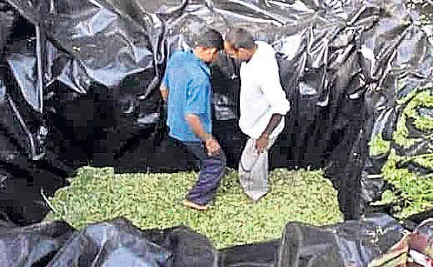  grass for silage making  - Sakshi