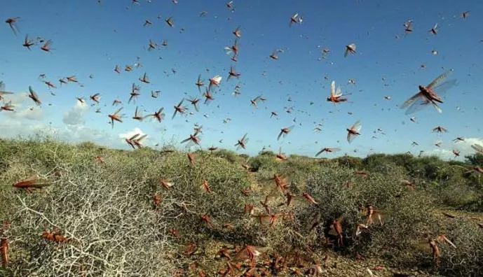 Locust attack in Rajasthan sets alarm bells ringing in Punjab - Sakshi