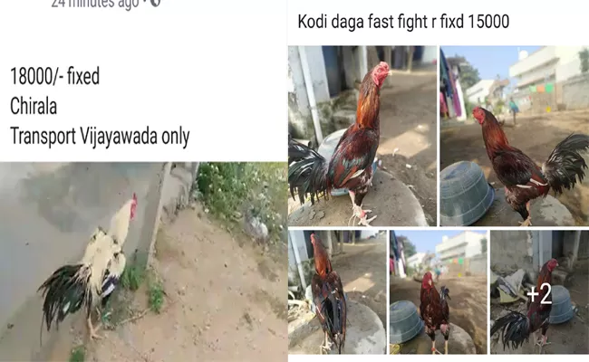 Fighting Hens Sales in Online Social Media in East Godavari - Sakshi