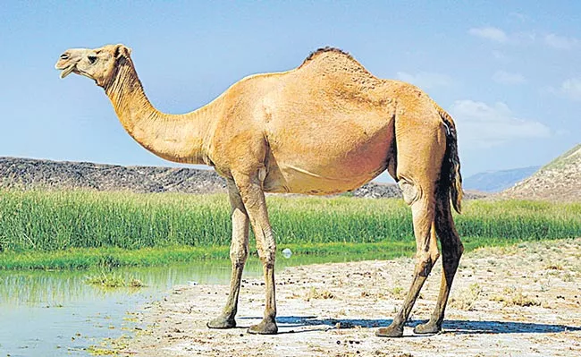 10,000 camels at risk of being shot in Australia - Sakshi