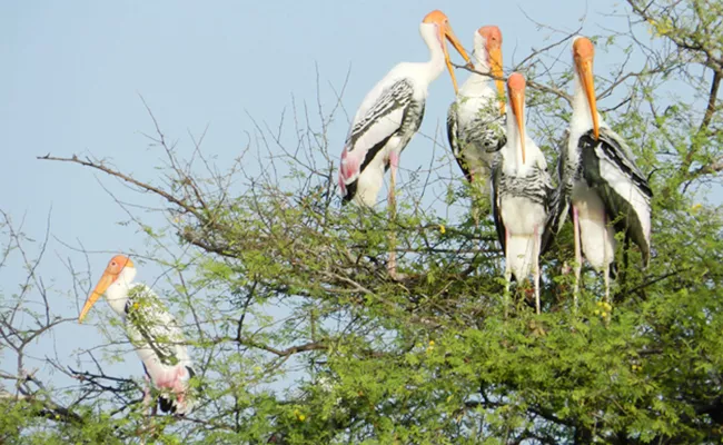 Australia Painted Stark Birds in Venkatapuram Krishna - Sakshi