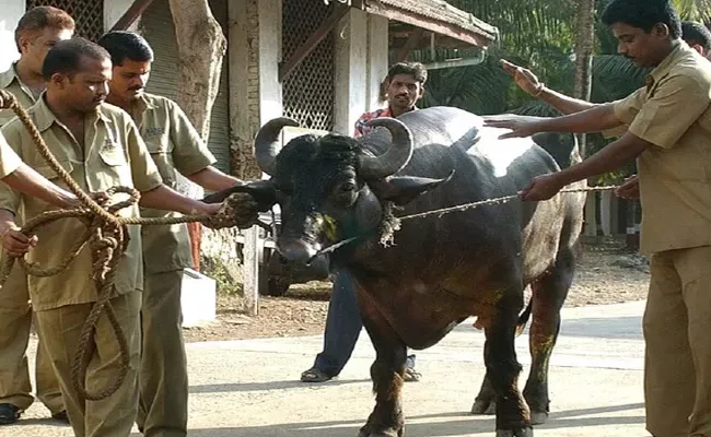 Madhya Pradesh woman Offers Buffalo As Bribe - Sakshi