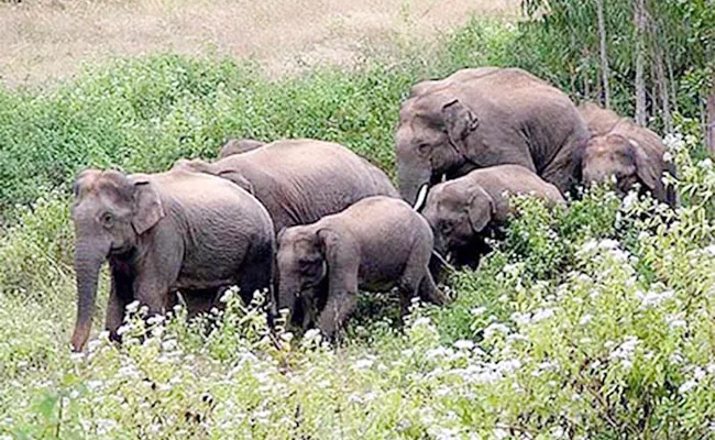 Elephants Attacks in Srikakulam - Sakshi