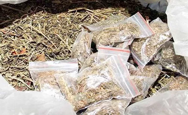 Marijuana Gowdowns in Vijayawada - Sakshi