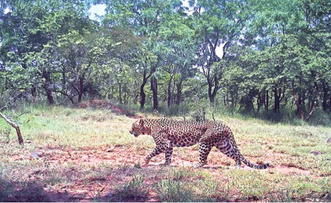 Leopards Caught in CC Camera Prakasam Nallamala Forest - Sakshi