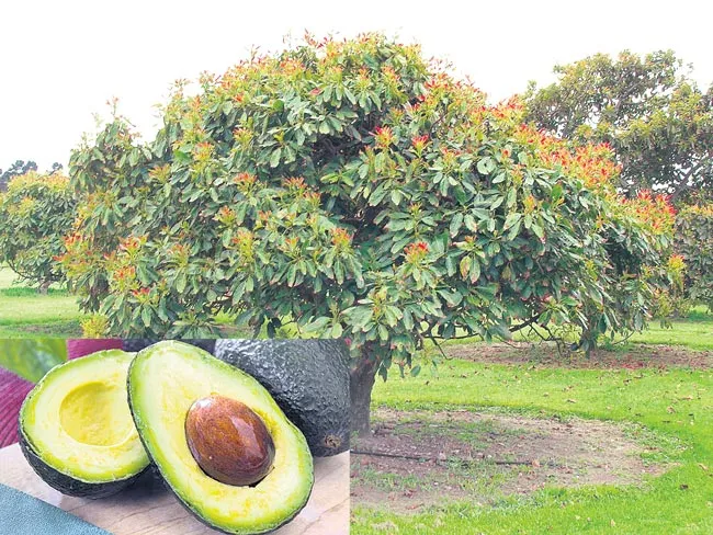 Avocado Fruit Farming Information - Sakshi