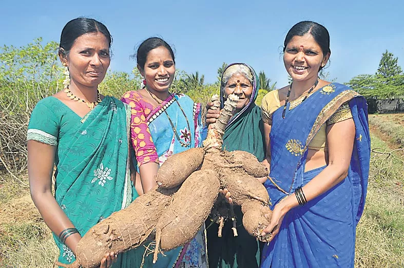 Diversity of beet crops - Sakshi