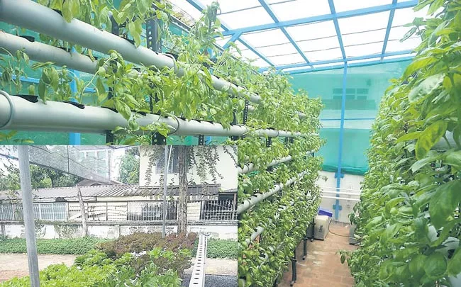 Rahul Dhoka of hydroponics farming - Sakshi