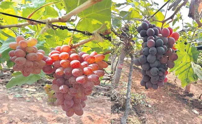 52 Types Of Foreign Grapes Cultivates In nRajendranagar - Sakshi