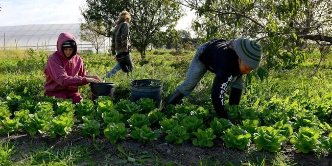 Training on Organic Vegetable Farming on the 16th - Sakshi