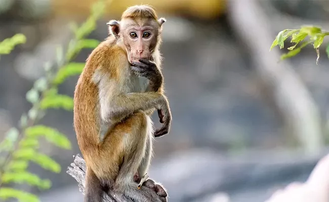 Monkey Fever Spread in Karnataka - Sakshi