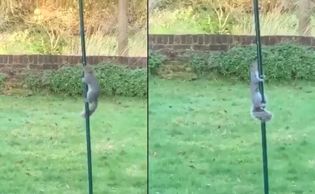 Squirrel Trying To Get Food On Iron Rod Became Viral - Sakshi