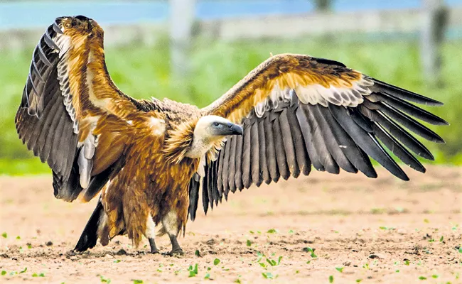 Endangered Vultures in the Country - Sakshi