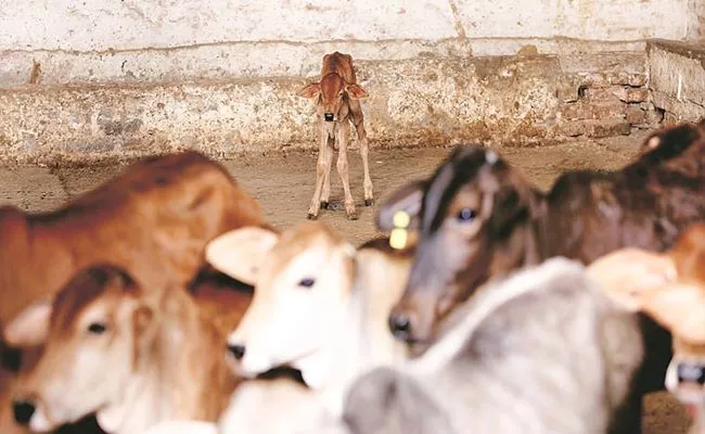 Marry Minor Daughter To Atone For Accidentally Killing A Calf In MP - Sakshi