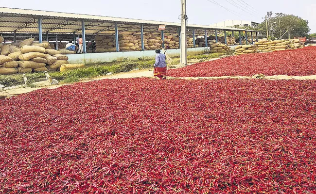 Farmers who suffer with the false propaganda of the Mirchi merchants - Sakshi