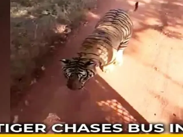 Tiger Chases Bus On Jungle In Chhattisgarh