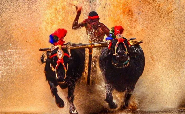 Another Kambala Racer Clinches Srinivasa Gowda Record In Karnataka - Sakshi