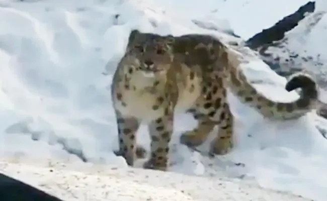 Rare Snow Leopard Video Himachal Pradesh Get Twitter Attention - Sakshi