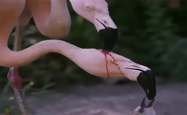 Must Watch Video About How Flamingo Feeding Her Kid - Sakshi