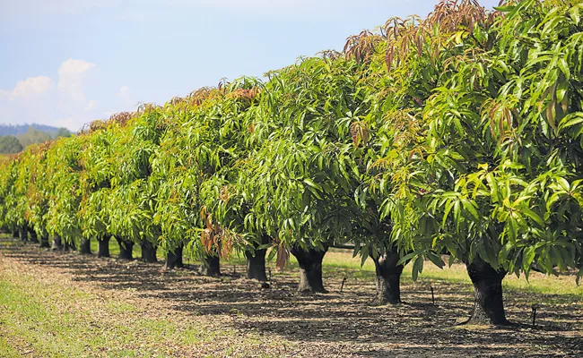 Mango farmers in the state is in trouble - Sakshi