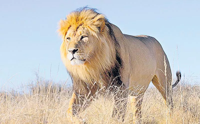 Indian scientists develop new method to survey lion population - Sakshi