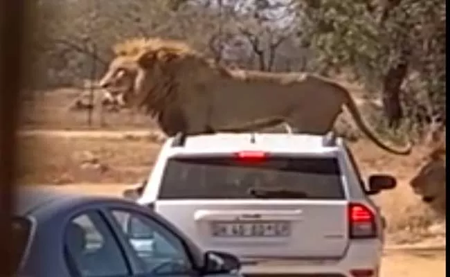 Lion Climbs On Top Of Car At Safari Park Goes Viral - Sakshi