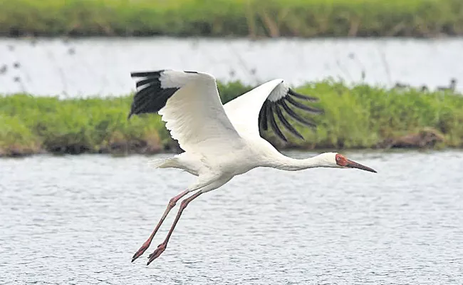 Migrant Birds Percentage Down in Hyderabad Lakes - Sakshi