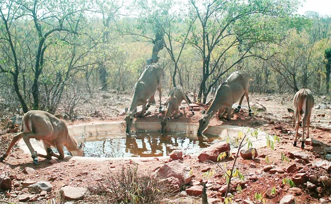 Animals Suffering With Water Shortage in Amrabad Tiger Forest - Sakshi